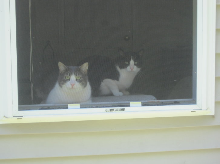 Picture of a cat / kitten / feline