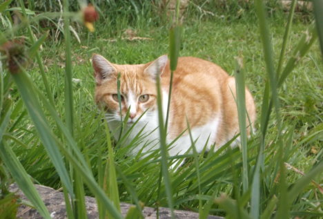 Picture of a cat / kitten / feline