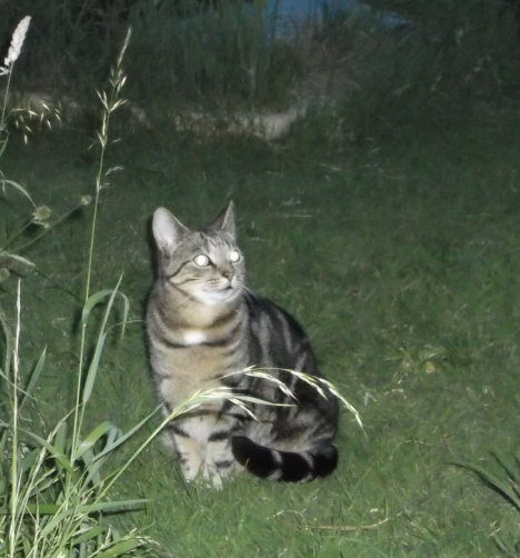 Picture of a cat / kitten / feline