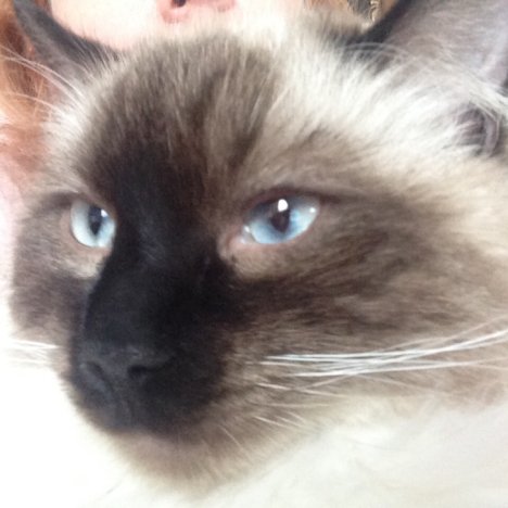 Picture of a cat / kitten / feline