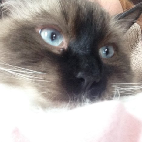 Picture of a cat / kitten / feline