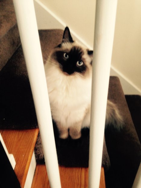 Picture of a cat / kitten / feline