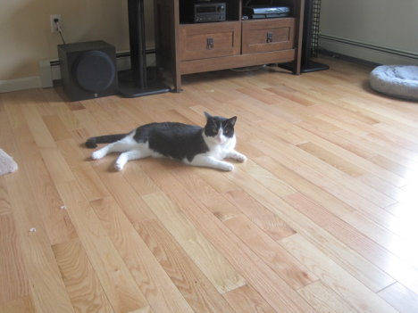 Picture of a cat / kitten / feline