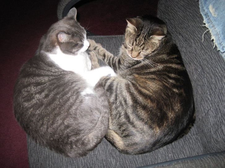 Picture of a cat / kitten / feline