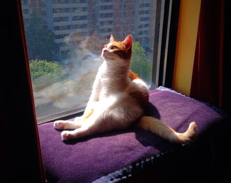 Picture of a cat / kitten / feline