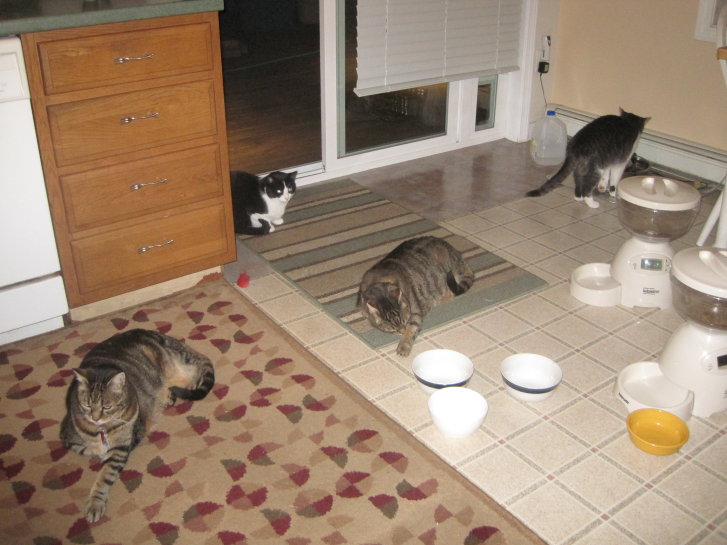 Picture of a cat / kitten / feline