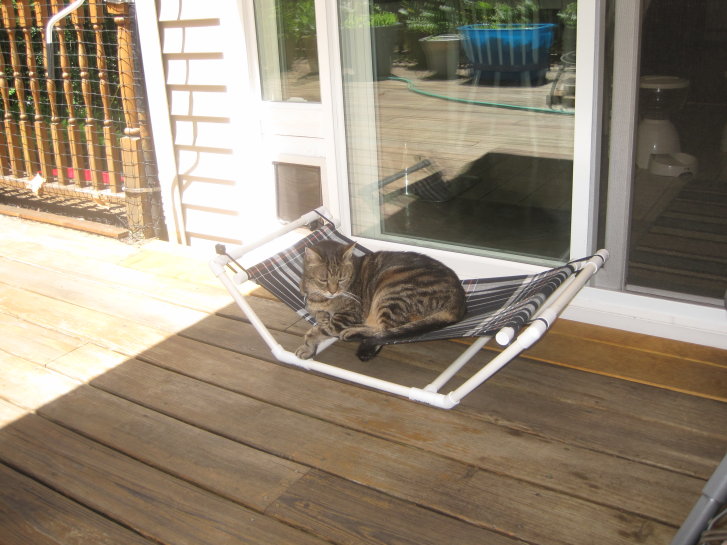 Picture of a cat / kitten / feline