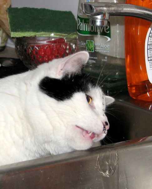 Picture of a cat / kitten / feline