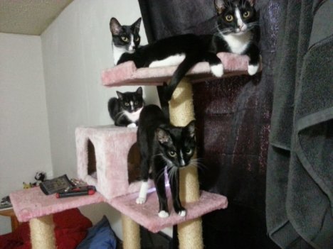 Picture of a cat / kitten / feline