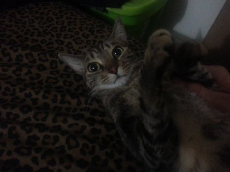 Picture of a cat / kitten / feline