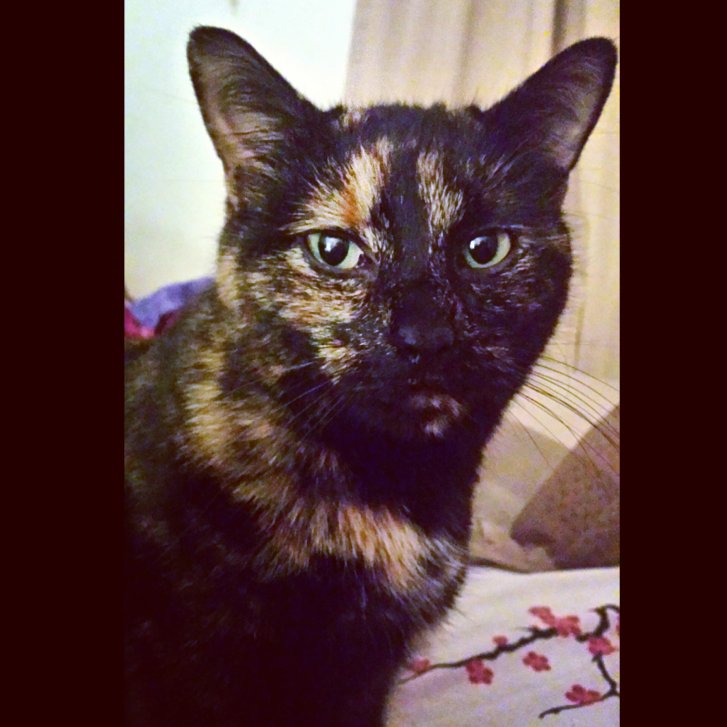 Picture of a cat / kitten / feline