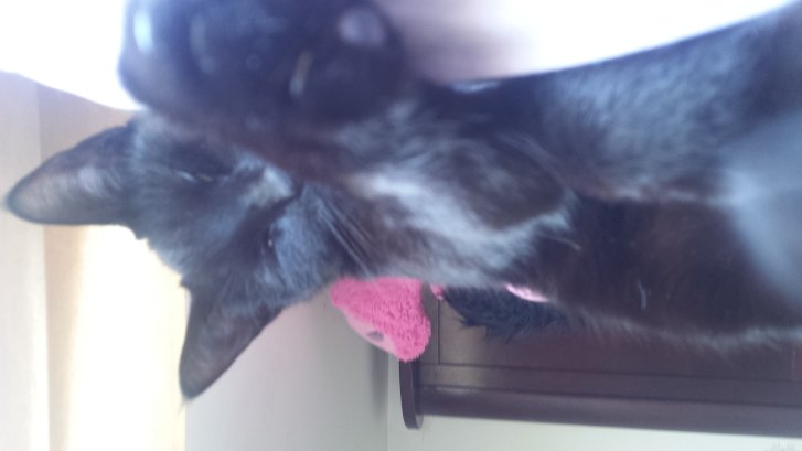 Picture of a cat / kitten / feline