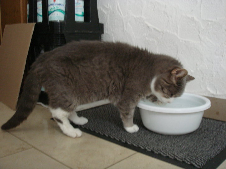 Picture of a cat / kitten / feline