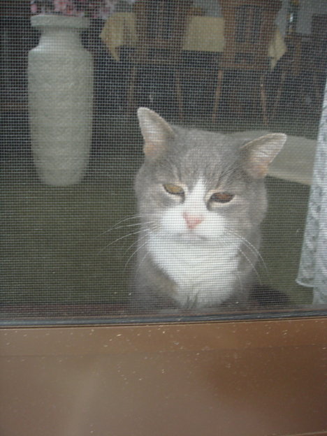 Picture of a cat / kitten / feline