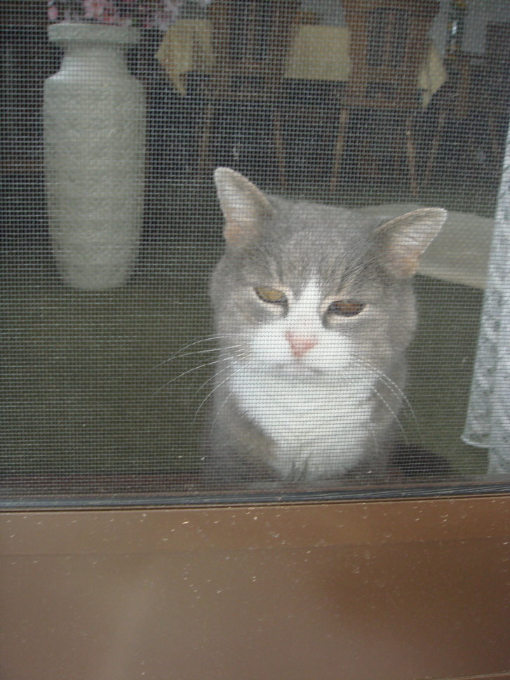 Picture of a cat / kitten / feline