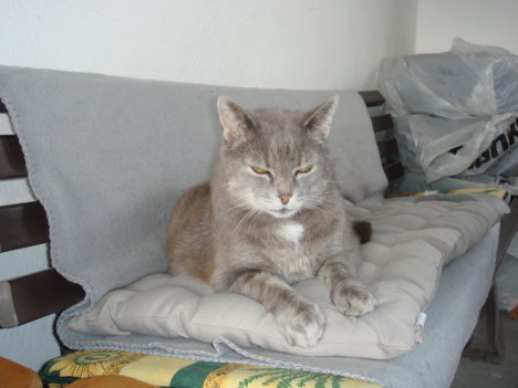 Picture of a cat / kitten / feline