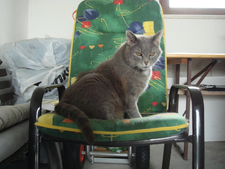 Picture of a cat / kitten / feline