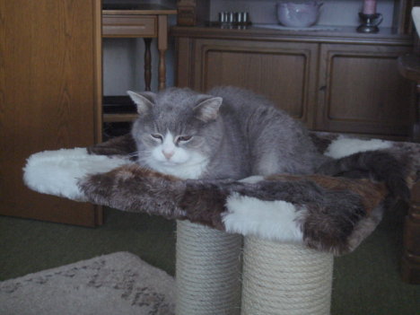 Picture of a cat / kitten / feline