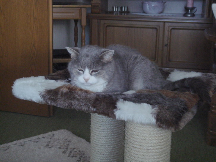 Picture of a cat / kitten / feline