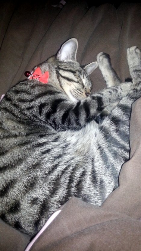 Picture of a cat / kitten / feline