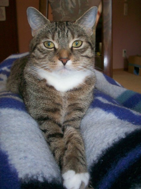 Picture of a cat / kitten / feline