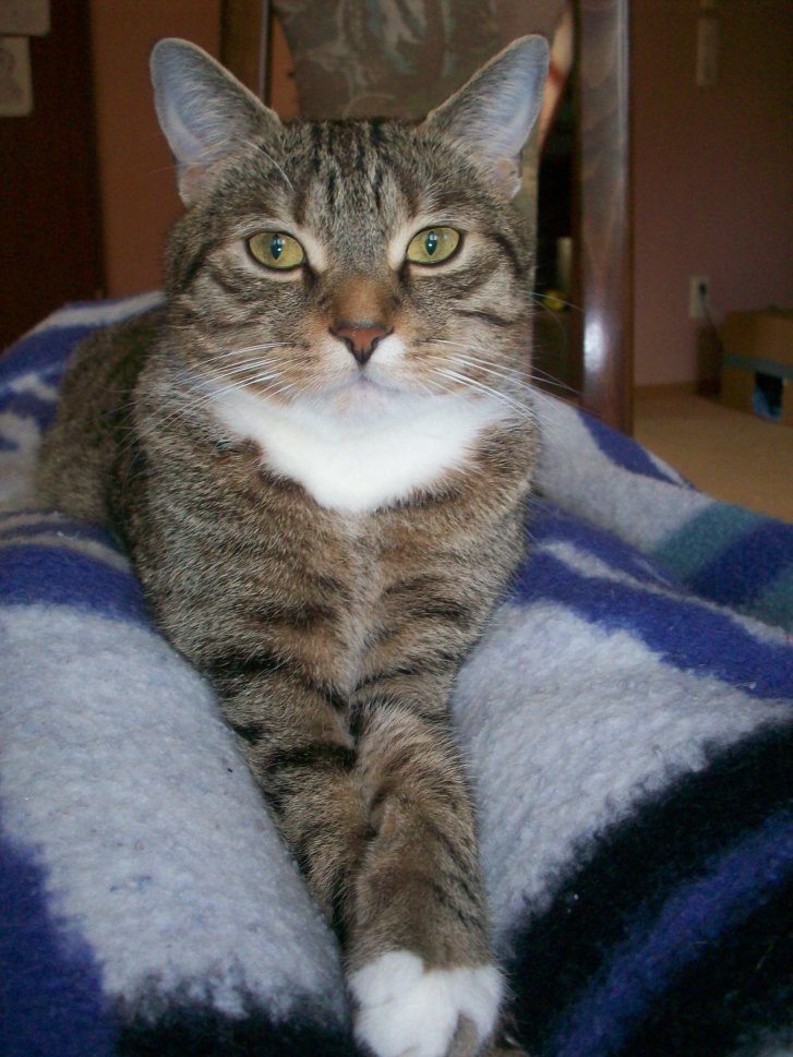 Picture of a cat / kitten / feline