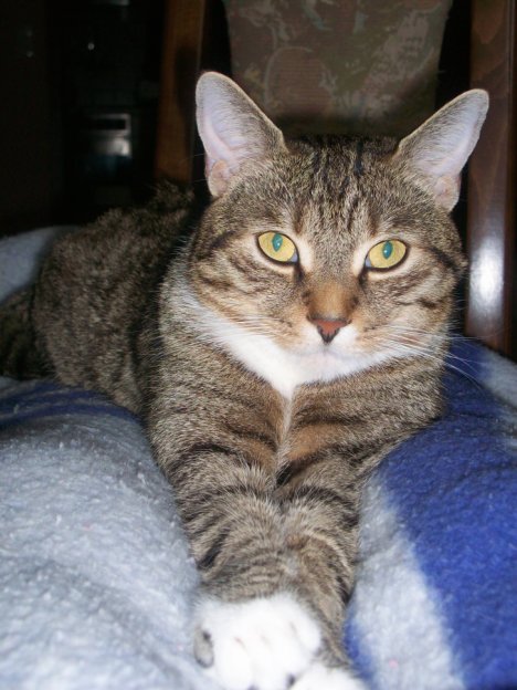 Picture of a cat / kitten / feline