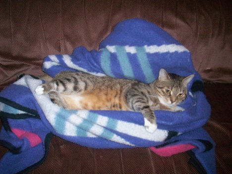 Picture of a cat / kitten / feline