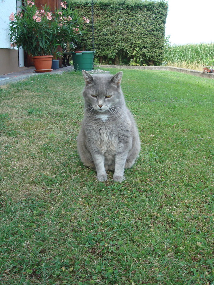 Picture of a cat / kitten / feline