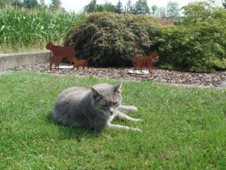 Picture of a cat / kitten / feline