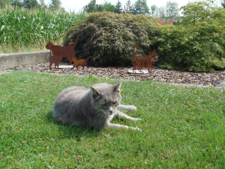 Picture of a cat / kitten / feline