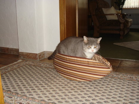 Picture of a cat / kitten / feline