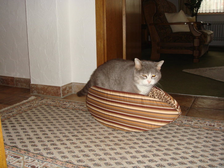 Picture of a cat / kitten / feline