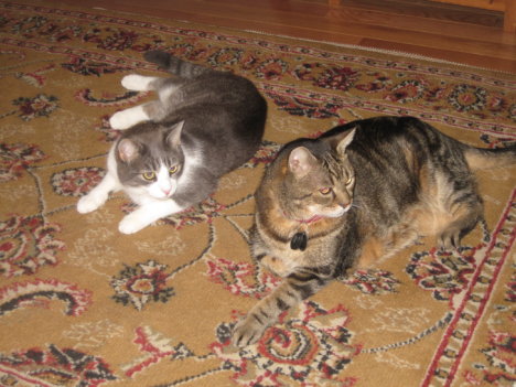 Picture of a cat / kitten / feline