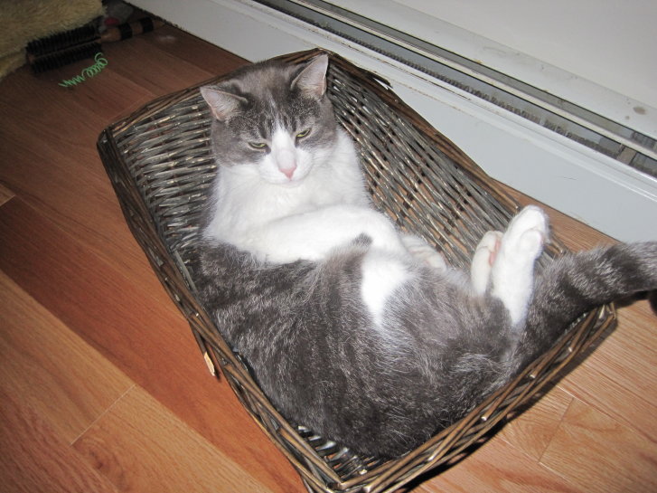 Picture of a cat / kitten / feline