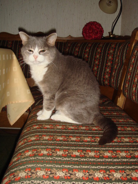 Picture of a cat / kitten / feline