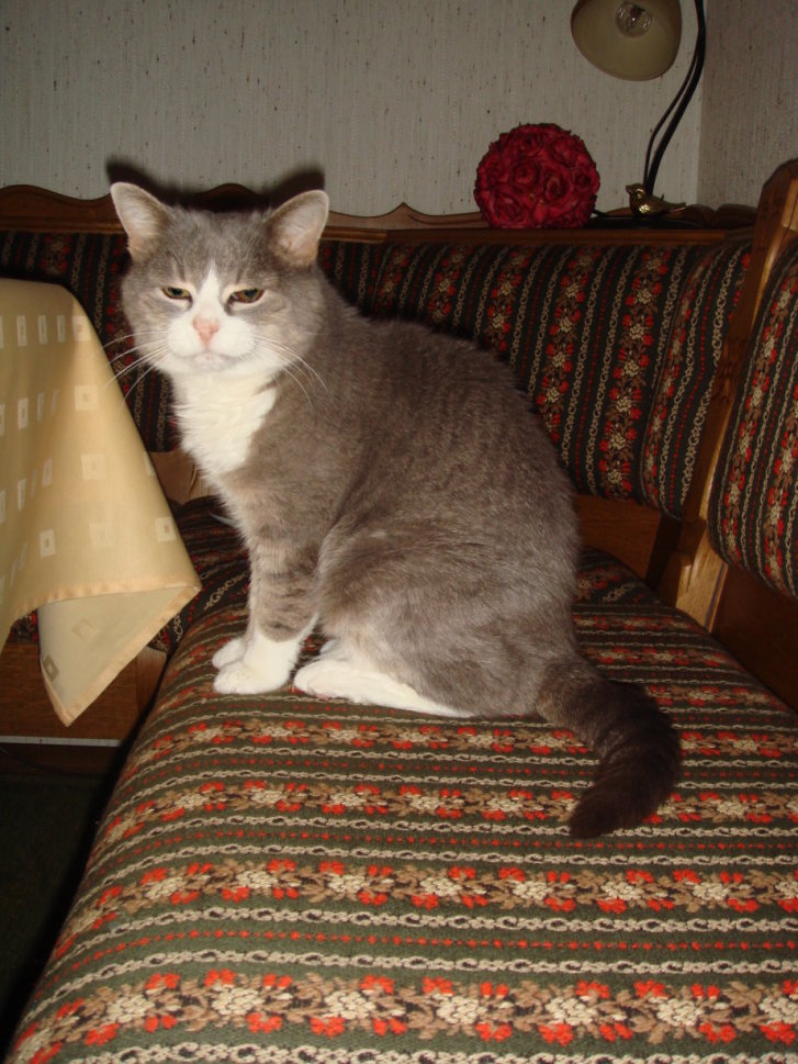 Picture of a cat / kitten / feline