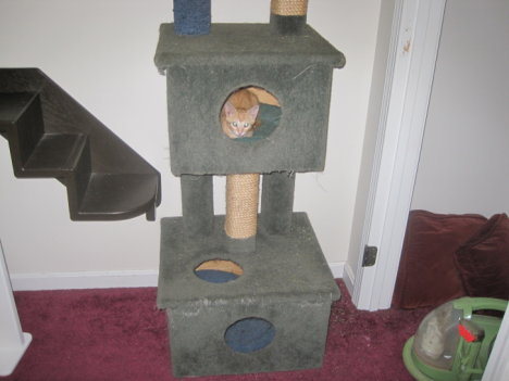 Picture of a cat / kitten / feline