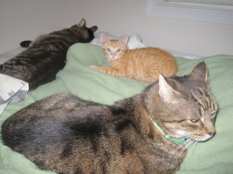 Picture of a cat / kitten / feline