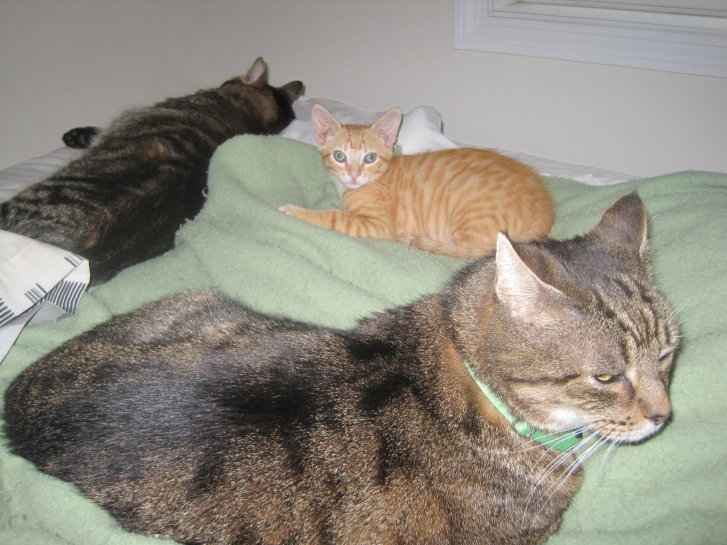 Picture of a cat / kitten / feline