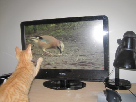 Picture of a cat / kitten / feline