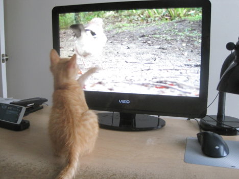 Picture of a cat / kitten / feline