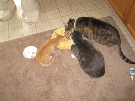 Picture of a cat / kitten / feline