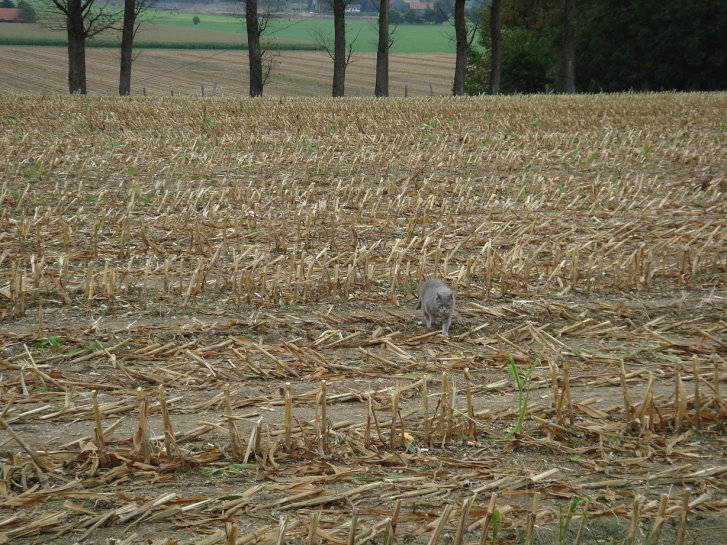 Picture of a cat / kitten / feline
