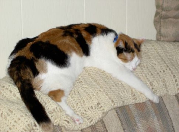 Picture of a cat / kitten / feline