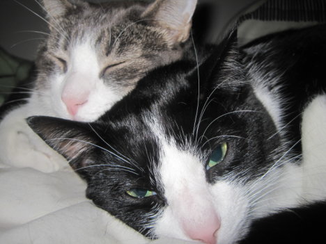 Picture of a cat / kitten / feline