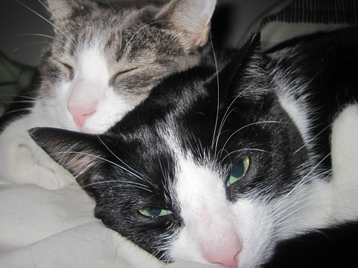 Picture of a cat / kitten / feline