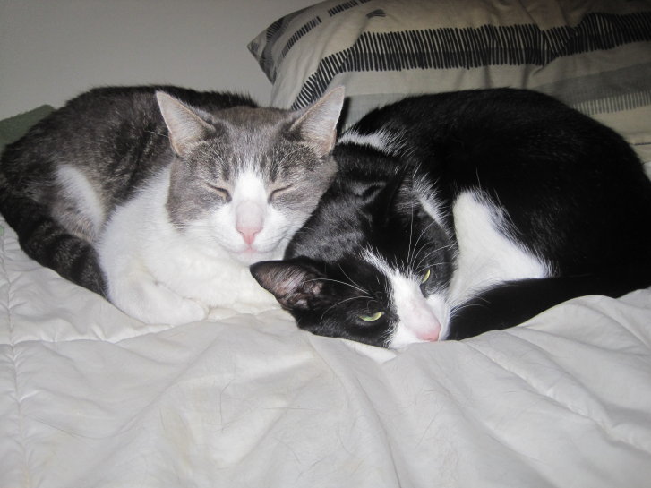 Picture of a cat / kitten / feline