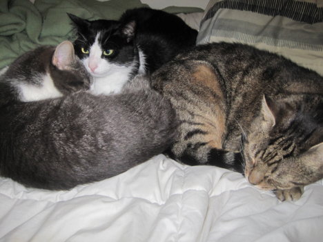 Picture of a cat / kitten / feline