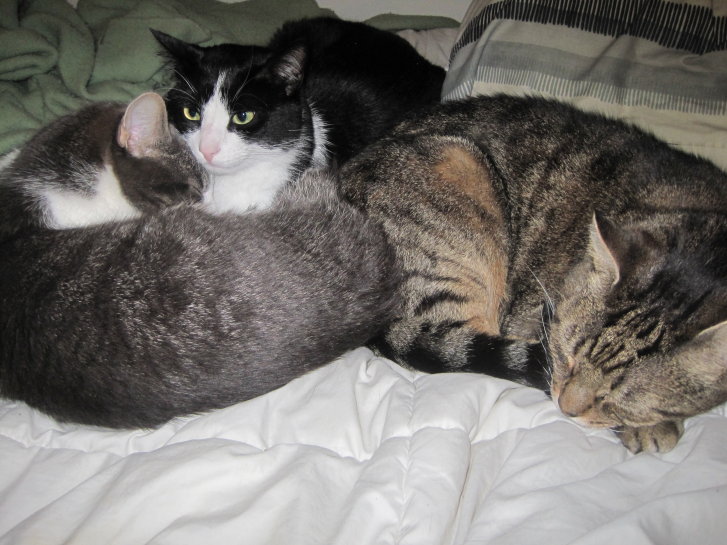 Picture of a cat / kitten / feline